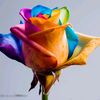 mohsinalijutt92