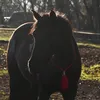 zauberpony.merlin