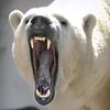 thepolarbear1122