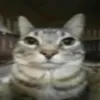 aiquesust0