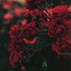 nora_77177