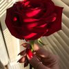 red_rose2319