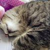 i.luvv.cats2