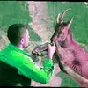 سروشتى جوانى كوردستان