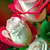 user1217862355253