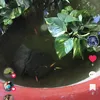 nguyennguyenfishing2k11