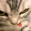 bwenadik2
