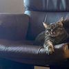 thetabbyverse