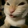 ren_oot7