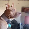 pedrodenezinho
