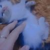 nenglastri_82