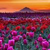 flower000999