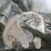 manul_the_cat86