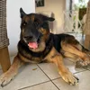 aboyand3dogs