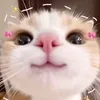 hutaobloodpop