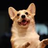 patchotdcorgi31