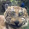crazytiger1234