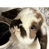 harold.the.super.bunbun