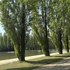 celiaamaj