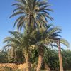 loz.javani