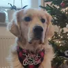Peter The Golden Boy
