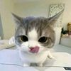 mimici_