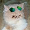 miauwmiauw.meowmeow