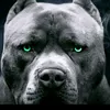 dog_666_1