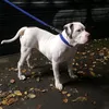bugzy_malone_xl
