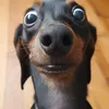 nosequewee4