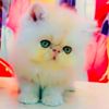 cutecats5c