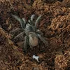 the_spider_guy12