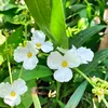 thientam2704