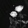 omar_arg.06