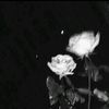 falisaa_3
