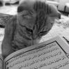 nur_sss.m