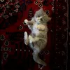 aseel._ll