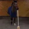 ngnick00
