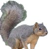 tojosquirrel