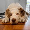 ralphwoofy