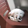 long_muoi_ngon
