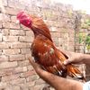 faisalaseelsfarms0