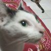 honey_be64