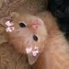 swnamie