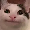 meow_meow.22