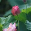 tuyenphuongp4