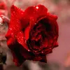 mi_ra373