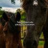 efnan_38