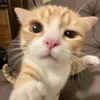himbobimbo67