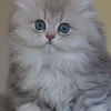 mm_123.0